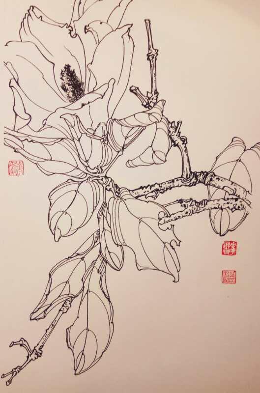 九百四十二——广玉兰(中性笔白描花卉习作)21,叶志军的钢笔画九百四