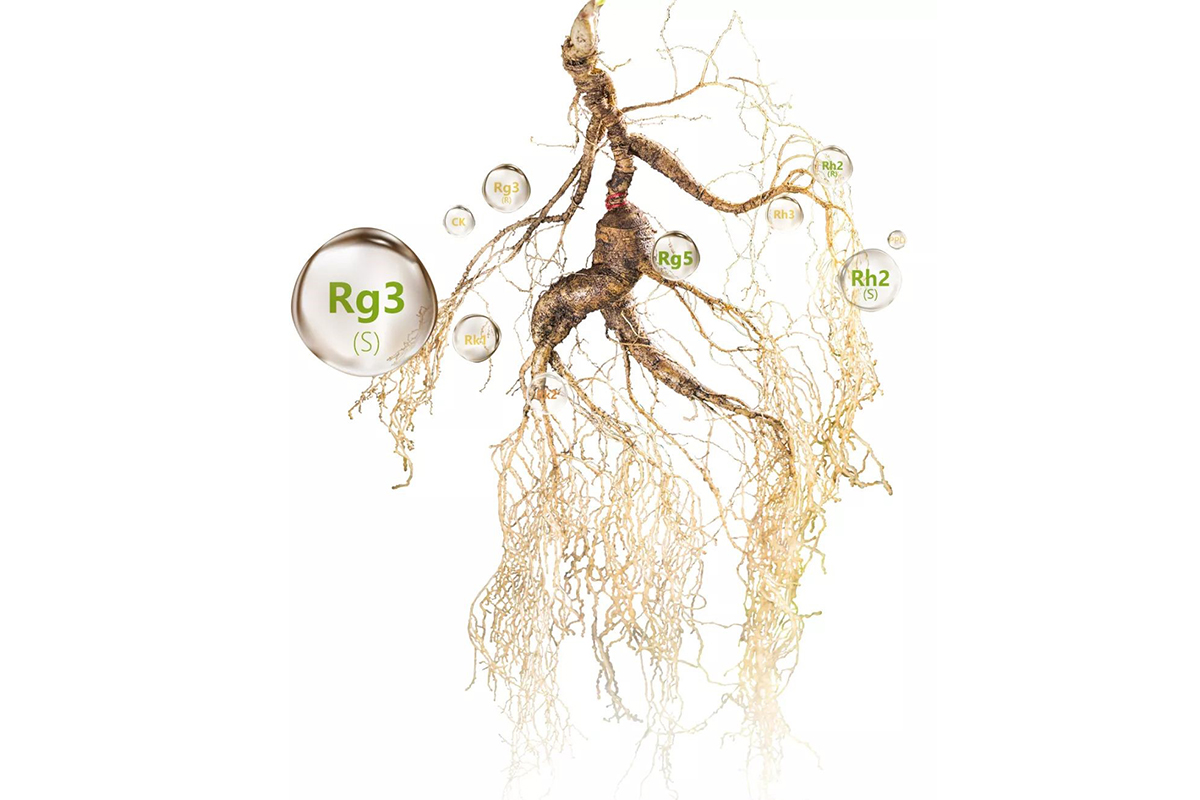 莱菲得:植物干细胞技术,开创野山参行业蓝海市场