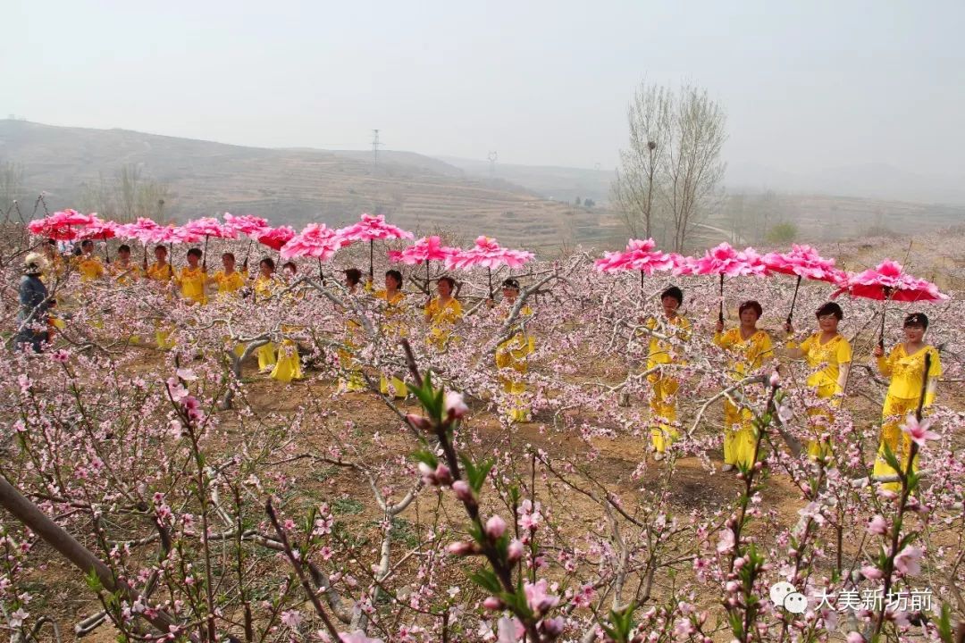 千亩桃花灼灼翘首待君来坊前镇第三届桃花节定在这天开幕