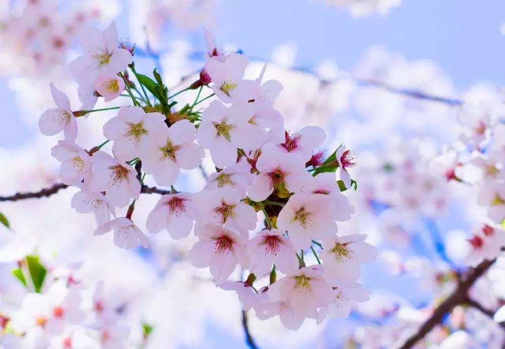 三月桃花雨简谱_三月桃花心中开简谱(2)