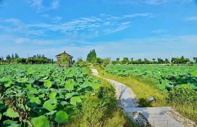 联丰村人口_湖口大龙乡联丰村