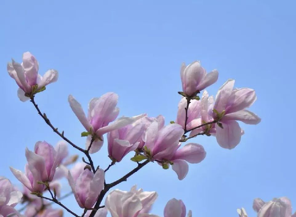 中药知识必学 玉兰花开辛夷香 花蕾