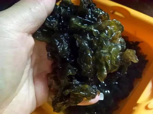 这菜名字一大堆,12元一斤,刮油去脂特有效,适合正在减肥的人吃_雷公