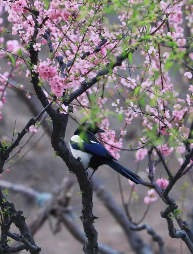 (喜鹊飞在梅花枝头:喜上眉梢~~~)