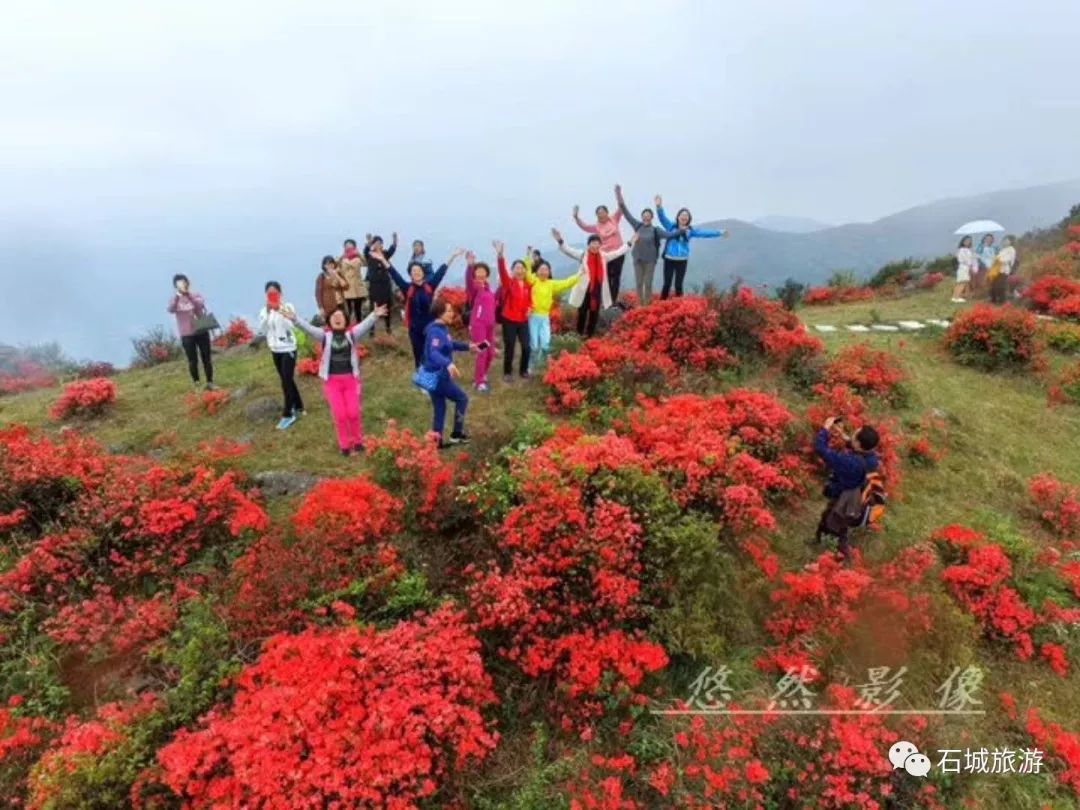 【八卦脑杜鹃花节】4月14日赣州石城杜鹃花节,带您漫游杜鹃花海!