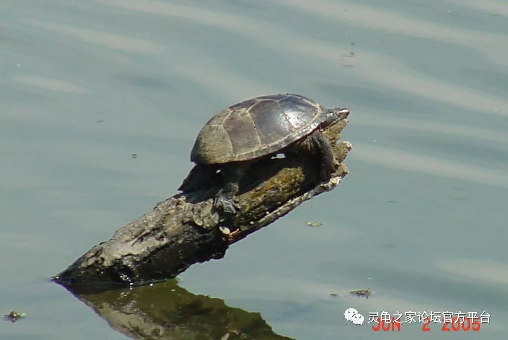 蛋龜玩家的自我涵養 未分類 第11張