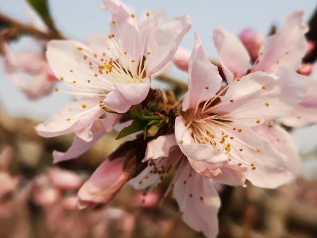 盛开的桃花吐露着花蕊