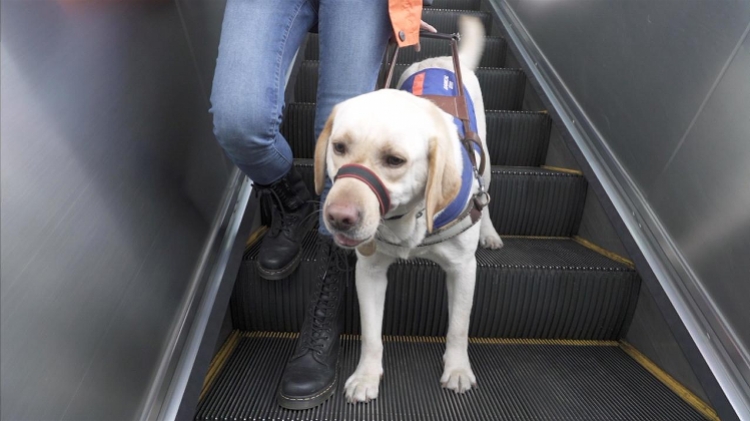 一只导盲犬训练成本超20万，逾百视障人士“抢都抢不到”