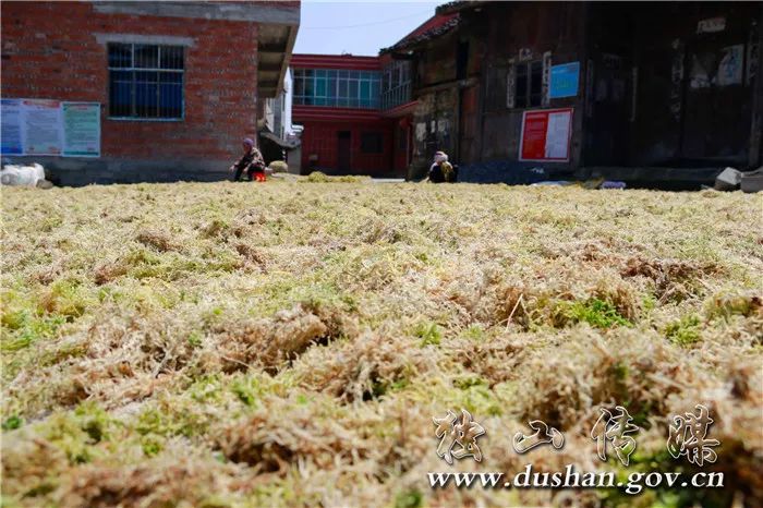 独山紫林山村:海花草销售正当时_种植