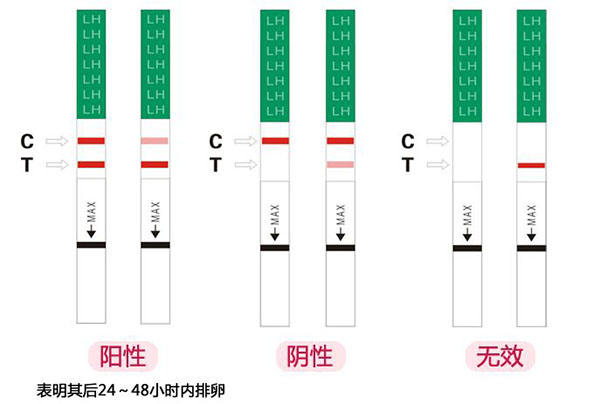 【排卵试纸怎么用】排卵试纸什么时候用_排卵试纸准确吗