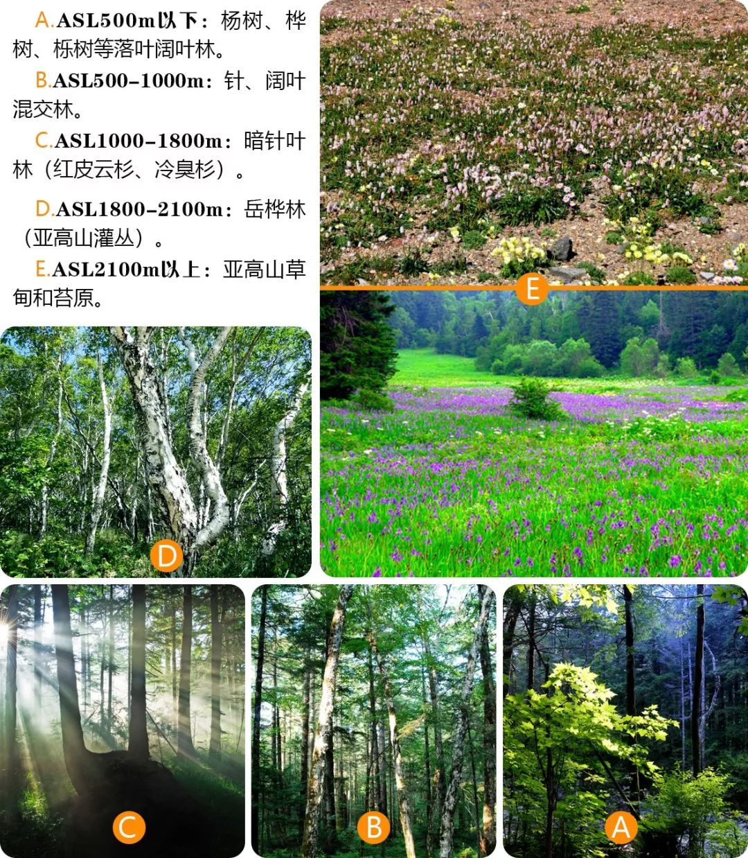 长白山植被的 垂直分布