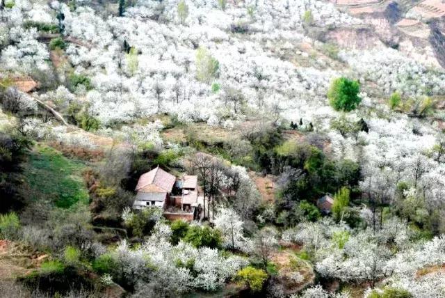 赏花时间:4月初 赏花地点:白鹿原樱桃谷 (西张坡村,龙湾村等) 洪庆山