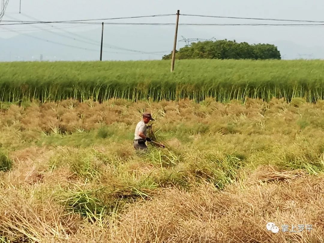 房前屋后收割起来有些许的费力跟一个成人高度差不多油菜长势不错今年