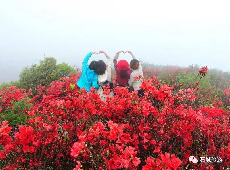 【八卦脑杜鹃花节】4月14日赣州石城杜鹃花节,带您漫游杜鹃花海!