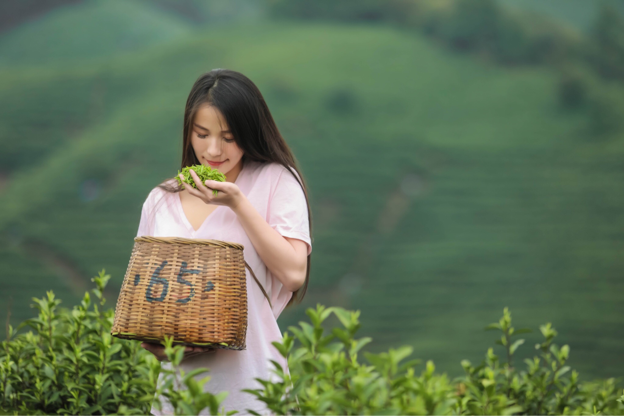 茶山姑娘!