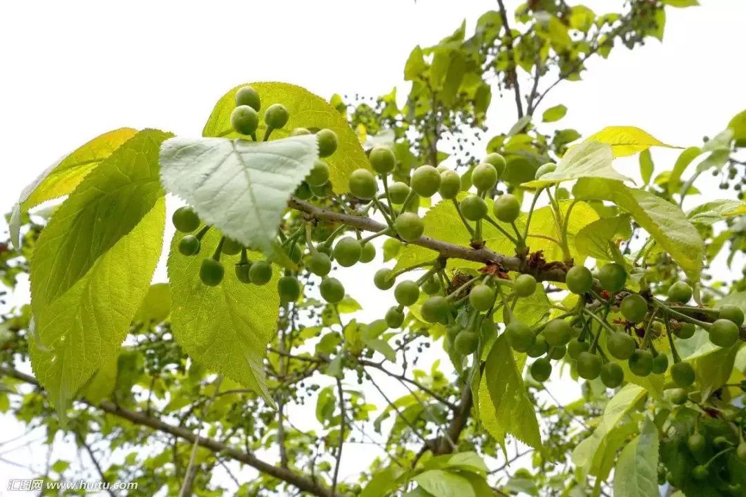 【管理】樱桃树花果期管理技术!_授粉