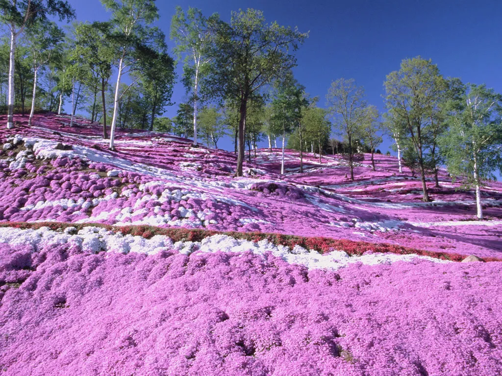 5月的粉红北海道 简直美到少女心炸裂 温泉