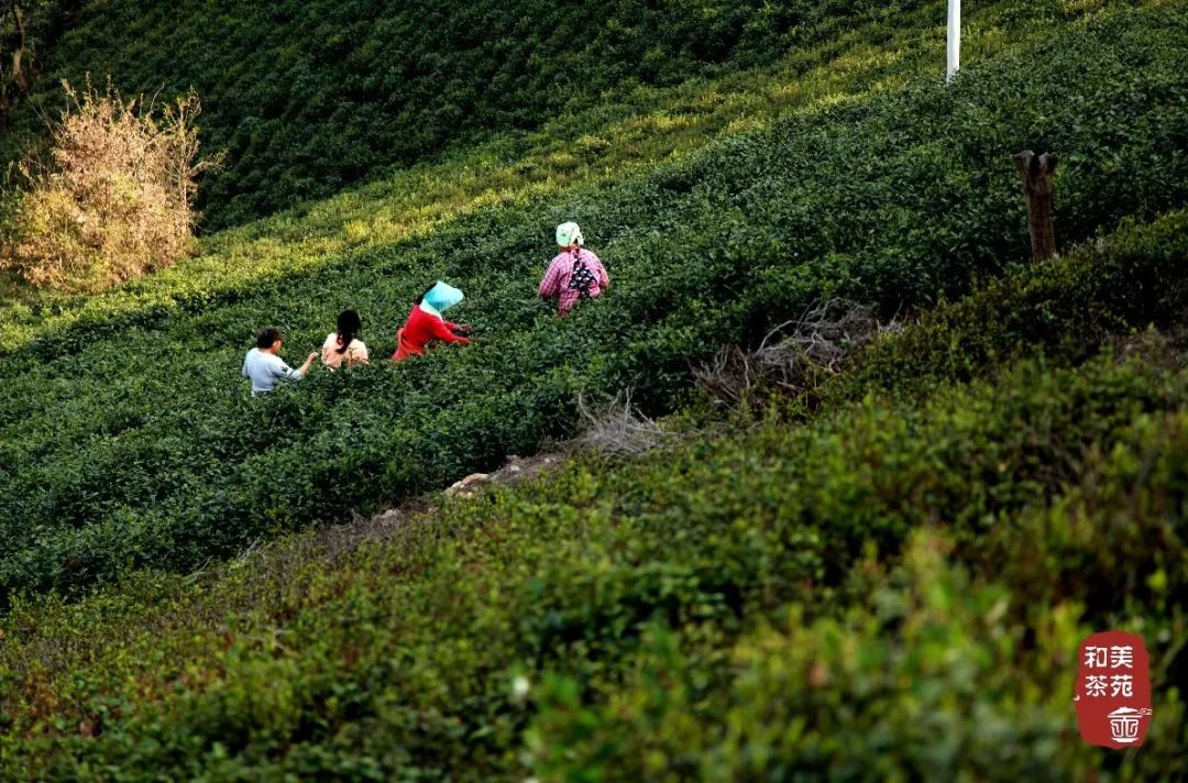 和美茶苑,做老百姓喝得起的放心茶