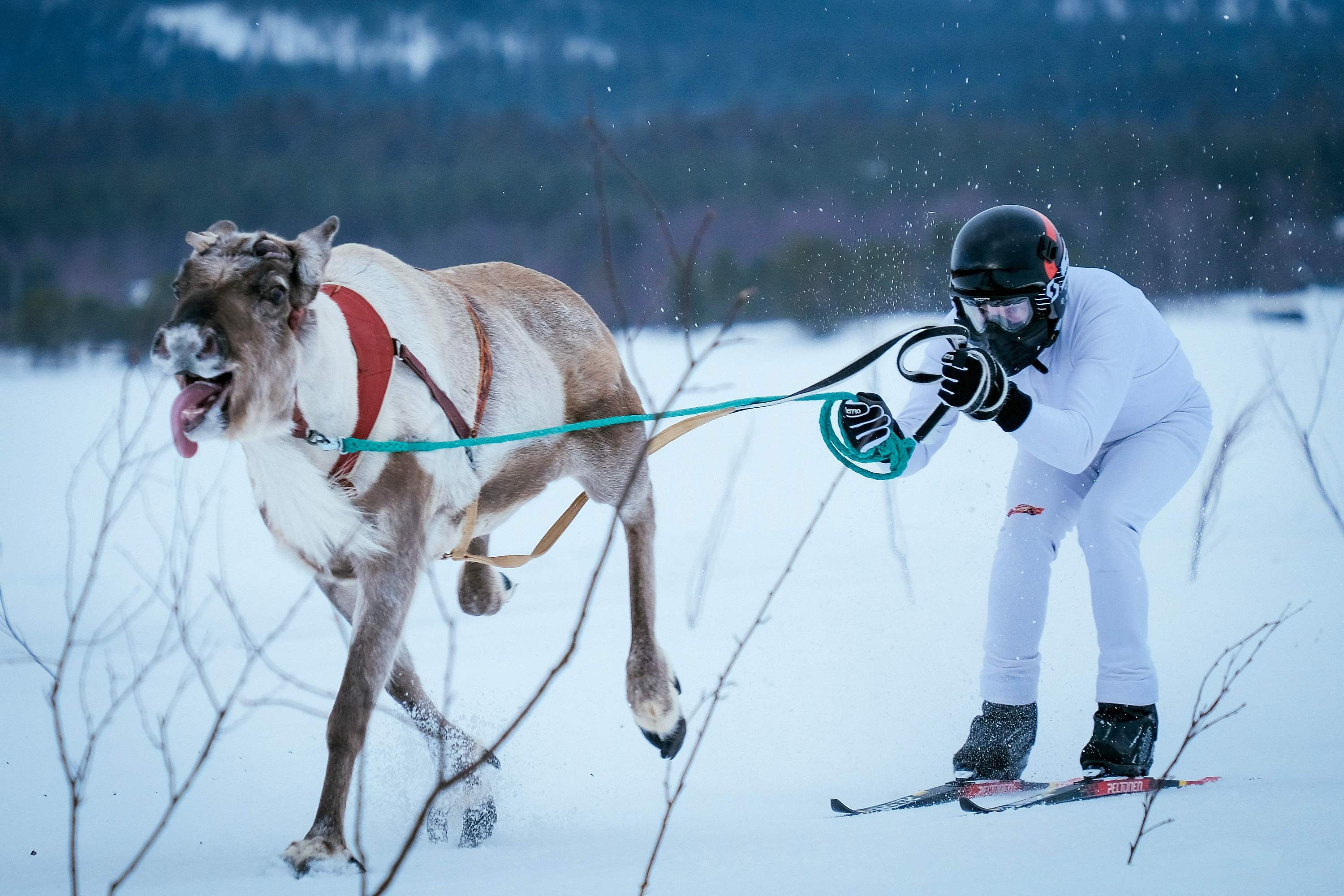 参加Tromsø Lapland公司的驯鹿雪橇寻找北极光活动攻略,参加Tromsø Lapland公司的驯鹿雪橇寻找北极光活动简介图片,门票 ...