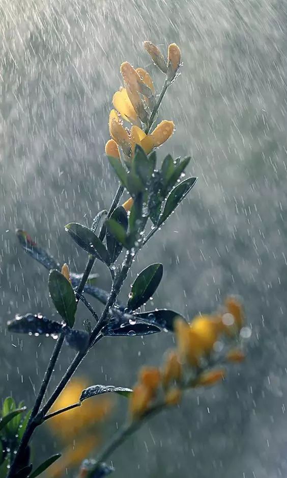 人间最美四月天,桃花细雨润绵绵_春雨