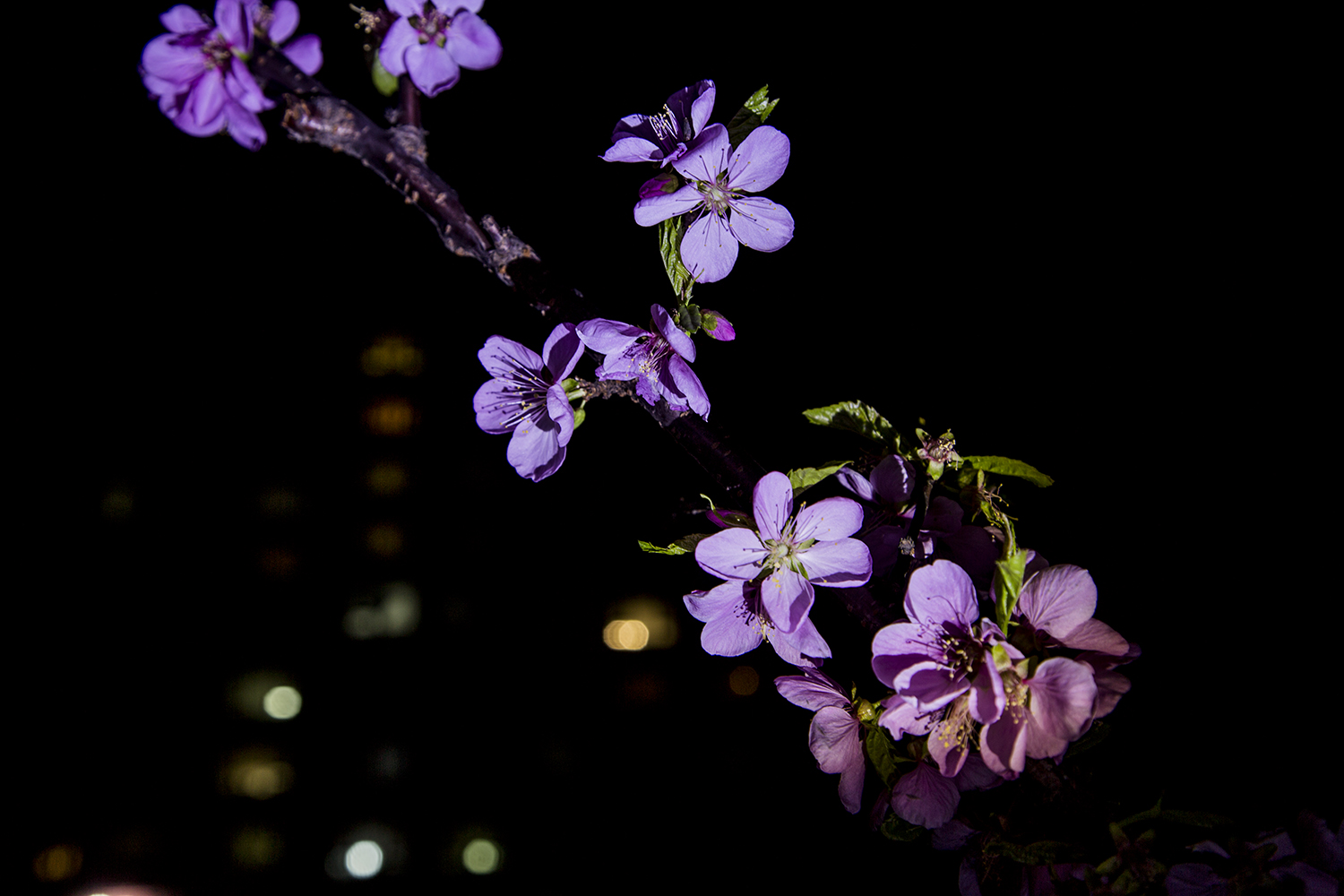 看多了白天的桃花,夜间的桃花也是很有韵味的