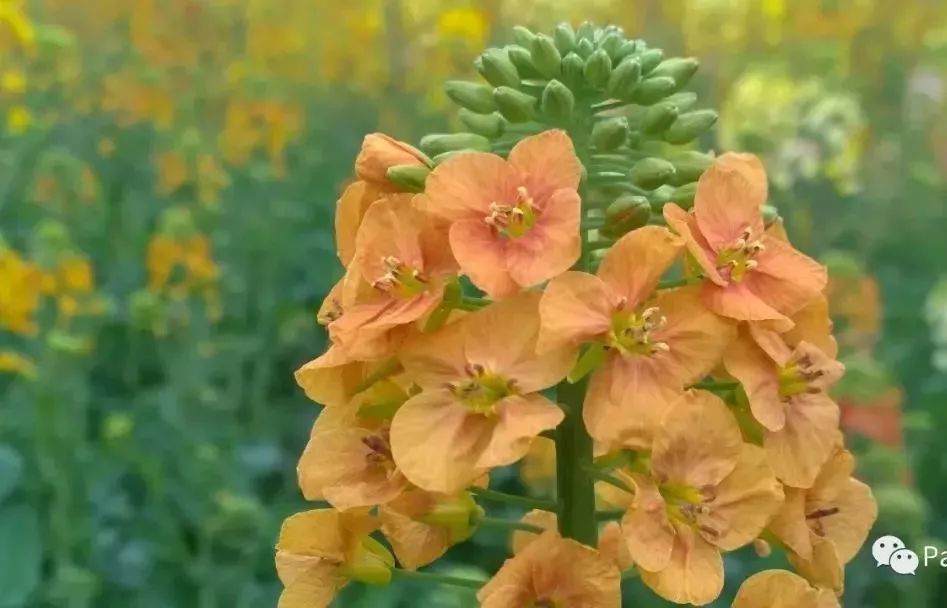 油菜花都是黄色的27种彩色油菜花你见过没涨姿势