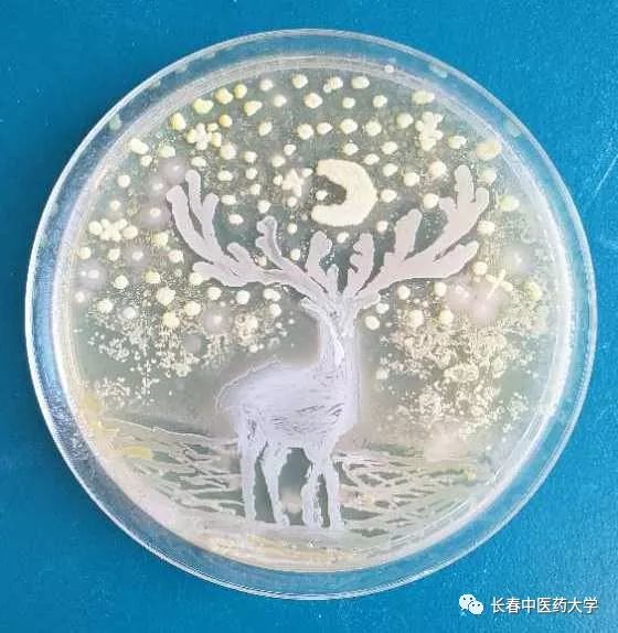 话题|当医学生玩起艺术,看我们用微生物"画画"!_大赛