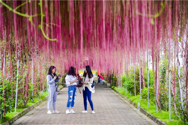 十里春风柔情吹开佛山南生态园一帘幽梦美景,成为网红