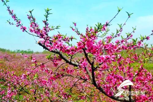 千亩桃红等你来潍坊昌乐4月6日将举办桃花节