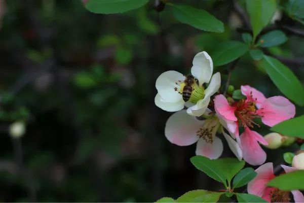 在家中快点行动起来一起来长风公园,寻找更多的粉色浪漫~供稿|肖怡雯