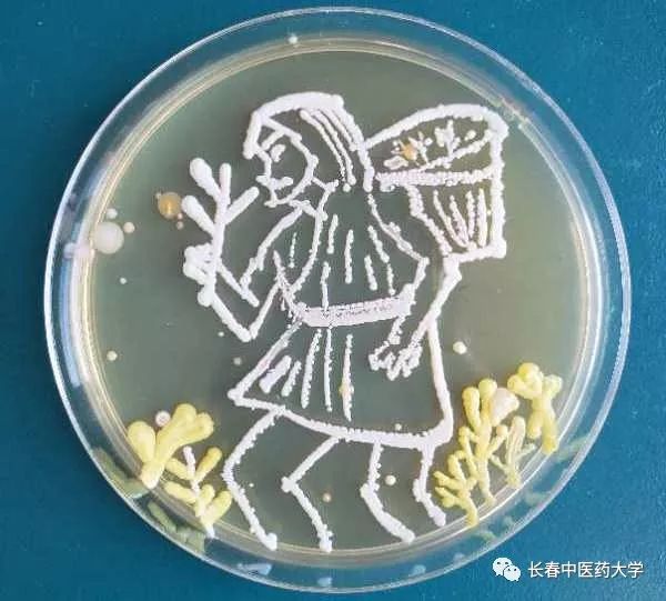 话题|当医学生玩起艺术,看我们用微生物"画画"!