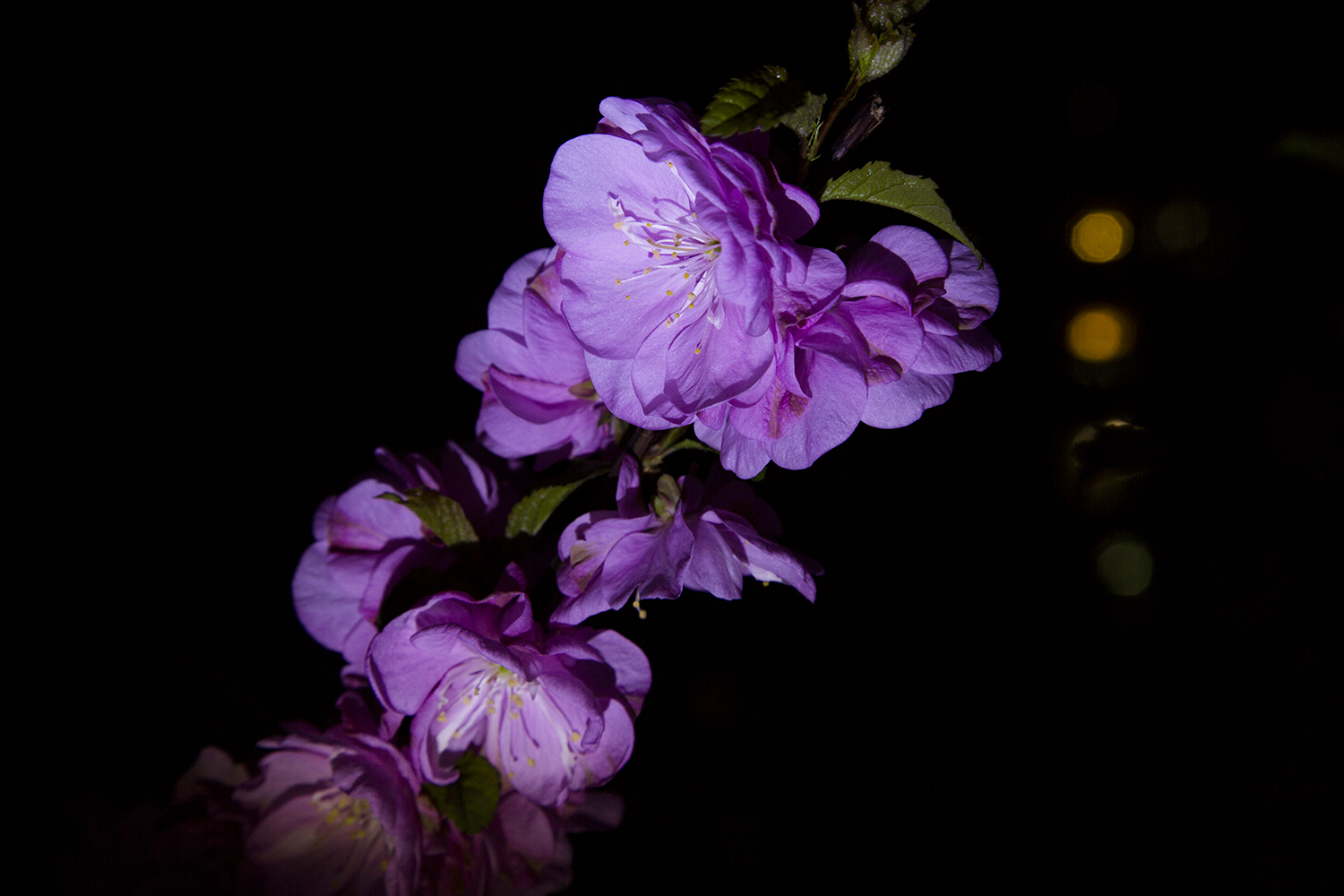 看多了白天的桃花,夜间的桃花也是很有韵味的