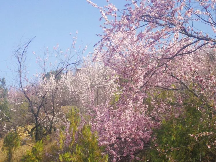 太原桃花沟——三生三世,十里桃花(超多美图) _杜儿坪