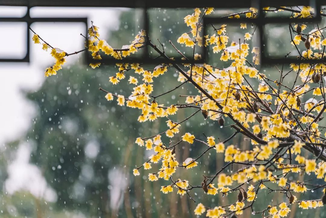 什么雪什么寻的成语_雪的图片风景