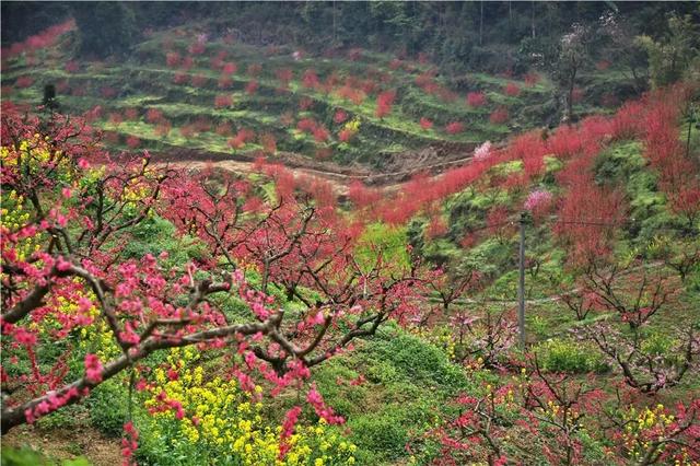 漫山遍野的桃花争奇斗艳铺满山坡诉说着诗乡大地春天的芬芳桃花红