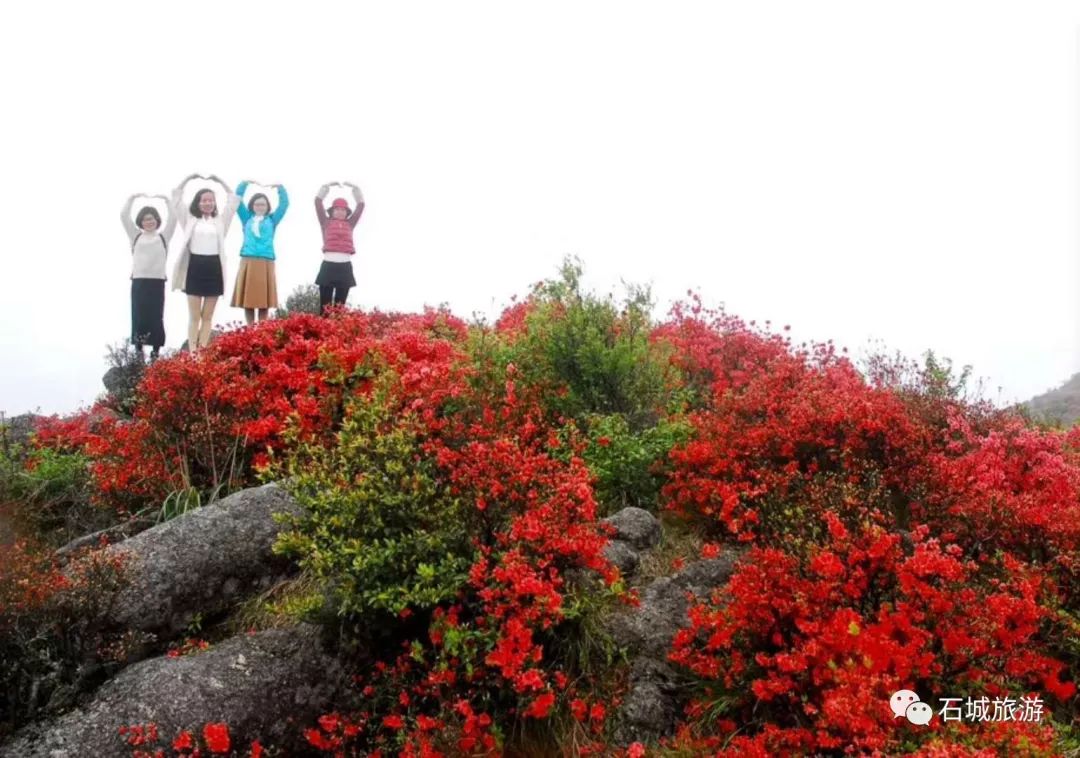 【八卦脑杜鹃花节】4月14日赣州石城杜鹃花节,带您漫游杜鹃花海!