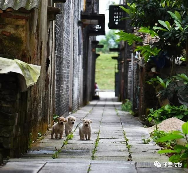 小巷偶遇猜成语_看图猜成语