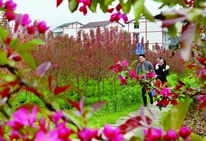 观花拍照  沉醉在浓浓的春色中  广安区 崇望乡自力村大地花谷