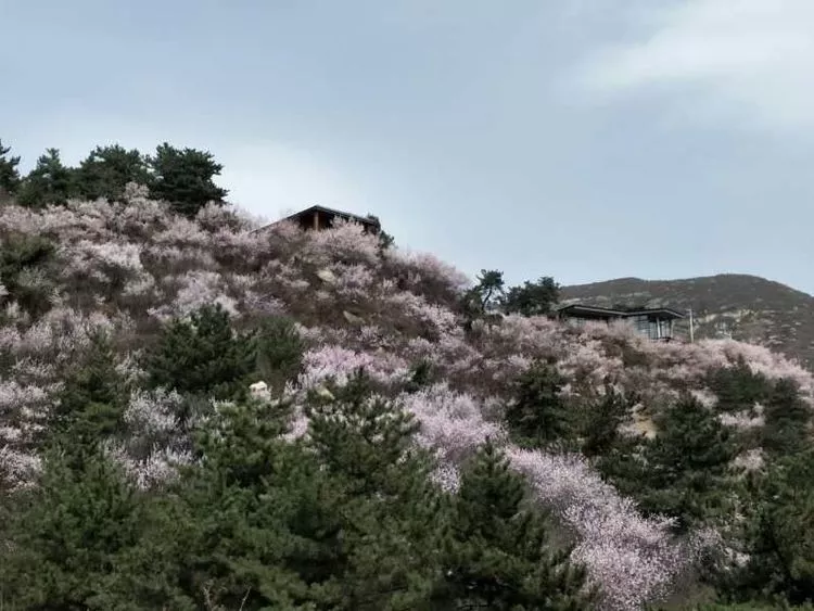 太原桃花沟三生三世十里桃花超多美图