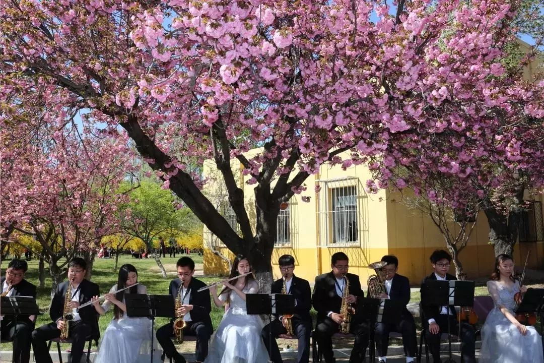 余株樱花在校园内盛开将举办樱花节系列活动耿丹学院4月2日-4月30日北