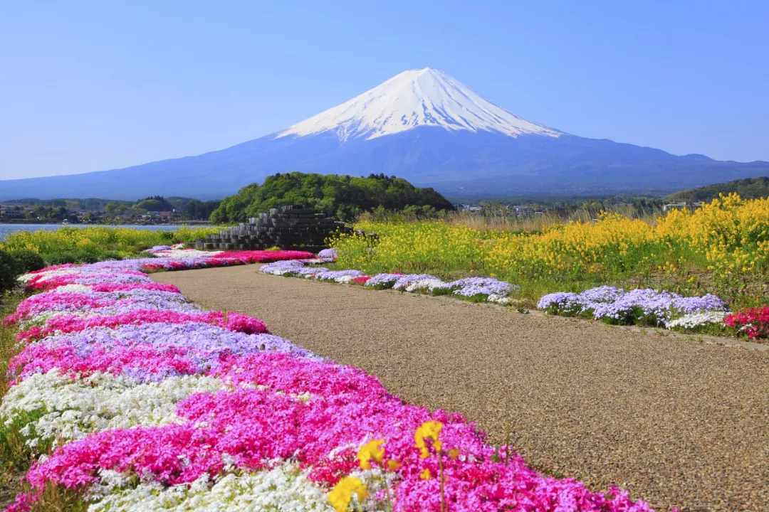 5月的粉红北海道 简直美到少女心炸裂 温泉