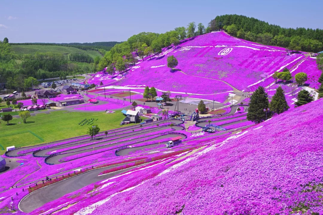 5月的粉红北海道 简直美到少女心炸裂 温泉