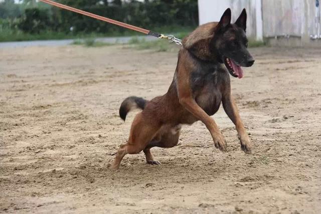 马犬是一种攻击性非常强的犬种,这也是它能成为警犬,军犬的原因之一.