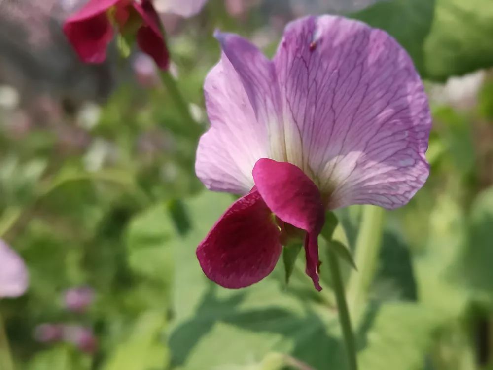 拍摄地:贵州毕节 作品名称:《花蕊》 摄影:品味人生(3群) 手机型号