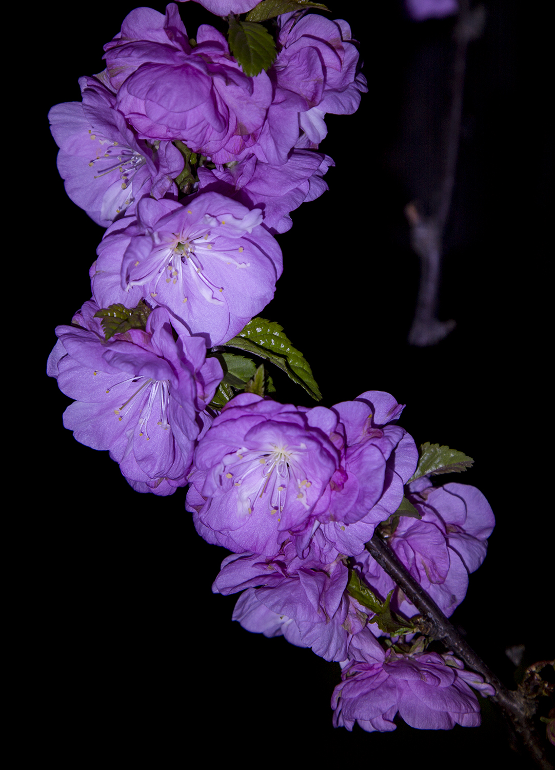 看多了白天的桃花,夜间的桃花也是很有韵味的