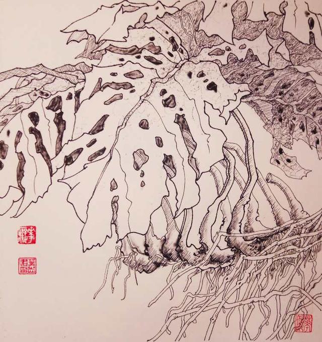 九百四十六——龟背竹(中性笔白描花卉写生习作)26,叶志军的钢笔画九