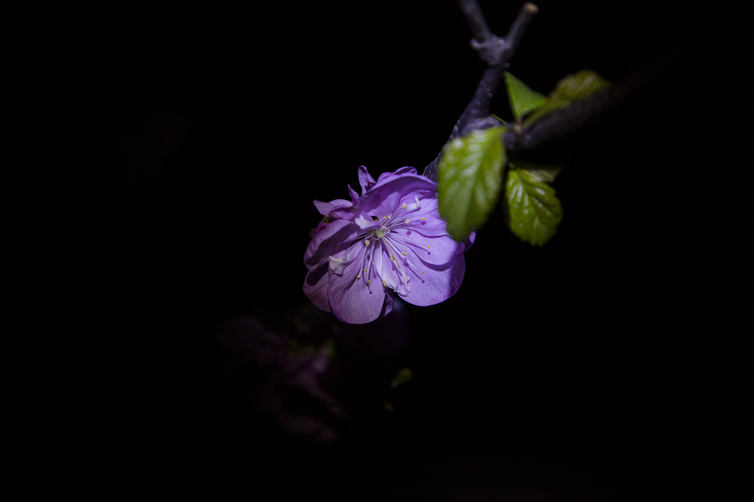 看多了白天的桃花,夜间的桃花也是很有韵味的