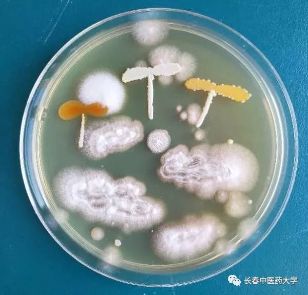 话题|当医学生玩起艺术,看我们用微生物"画画"!