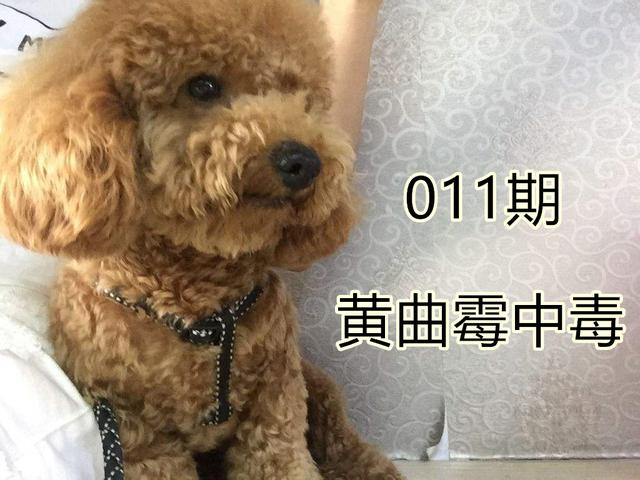 狗吃了过期狗粮怎么办