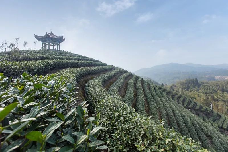 春漫茶园平阳黄汤茶博园的茶香之旅